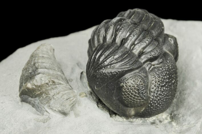 Wide Eldredgeops Trilobite Fossil With Horn Coral - New York #188828